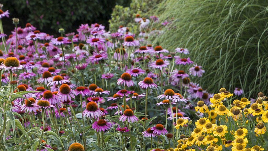 In Bloom: Now's the Time to Buy these Coneflowers