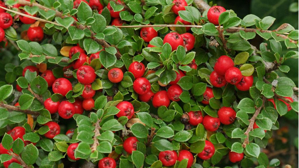 Cotoneasters Bring Winter Color to Colder Zones