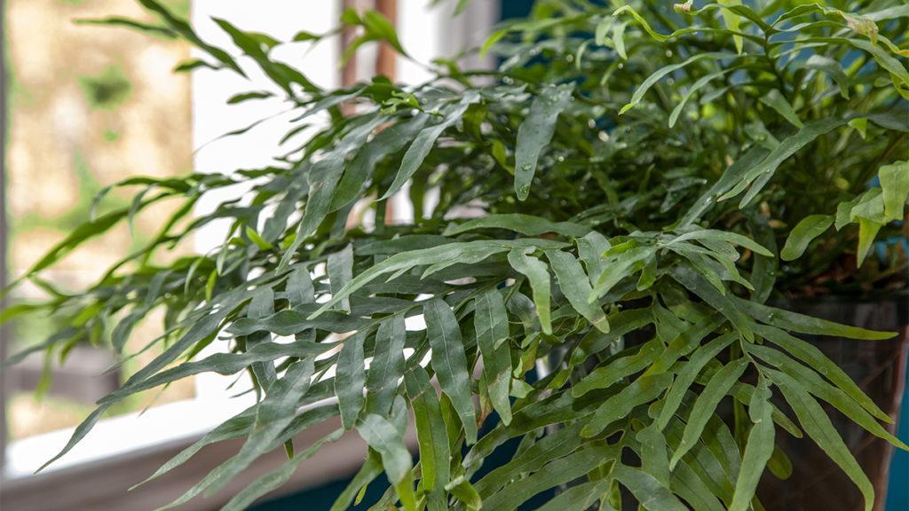 Tips for Bringing Ferns Indoors for Winter