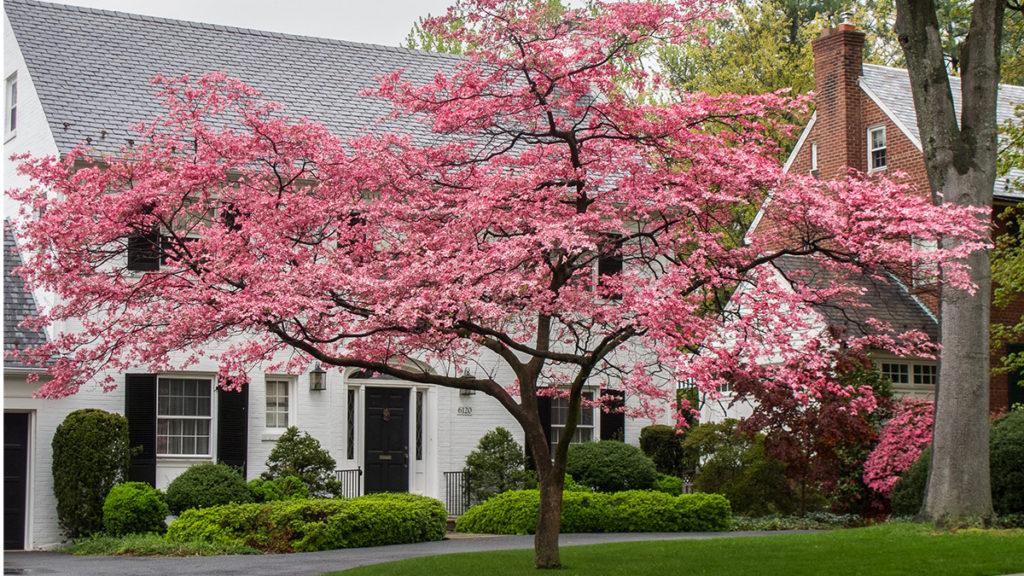 5 Ways to Use Dogwoods for Color All Year Round