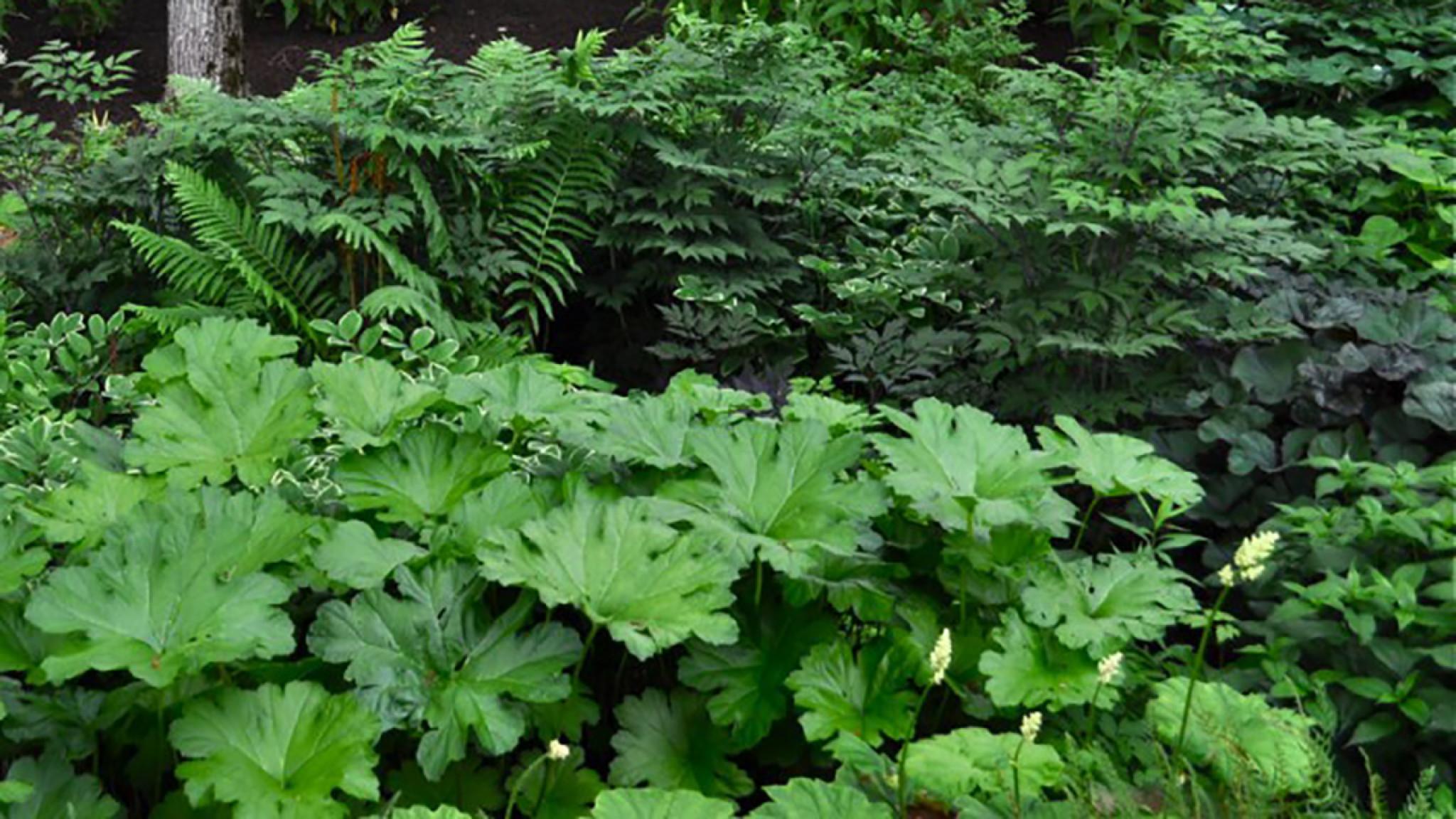 11 (lesser known!) Shade-Loving Perennials