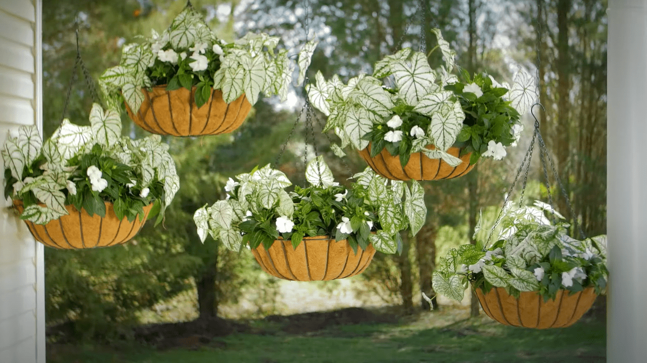 How to Design Plants with Hanging Baskets