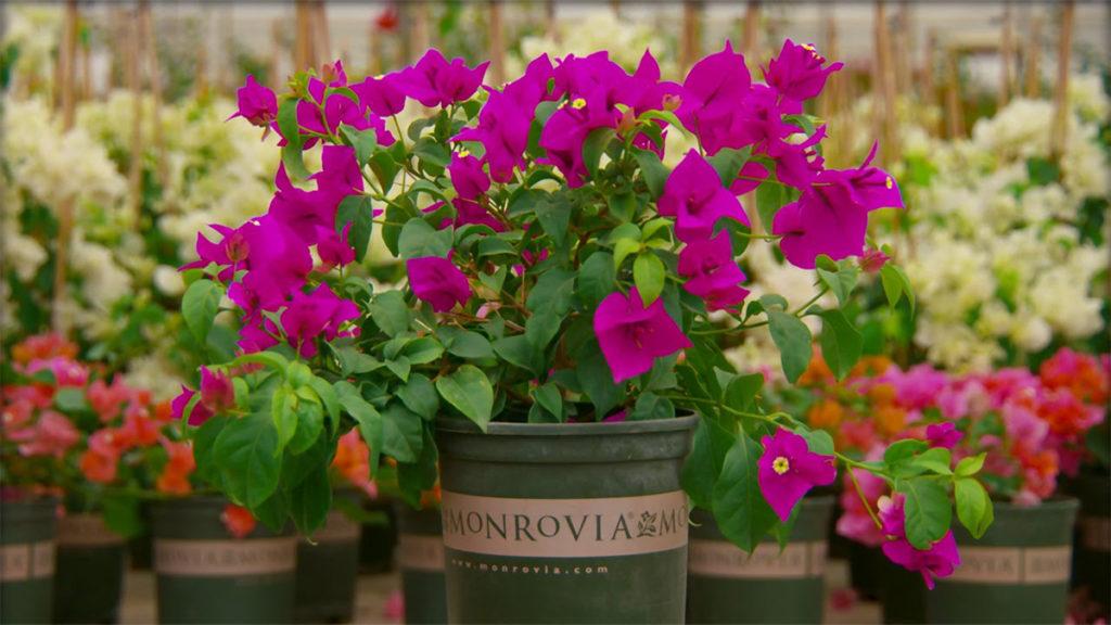 11 Things Monrovia Plant Lovers Should Know