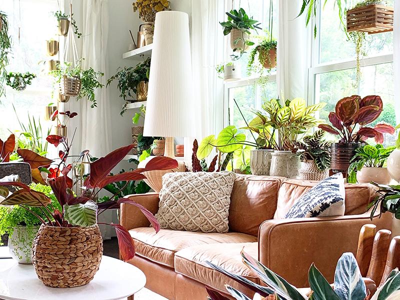 The Best Conservatory Plants for Your Indoor Oasis