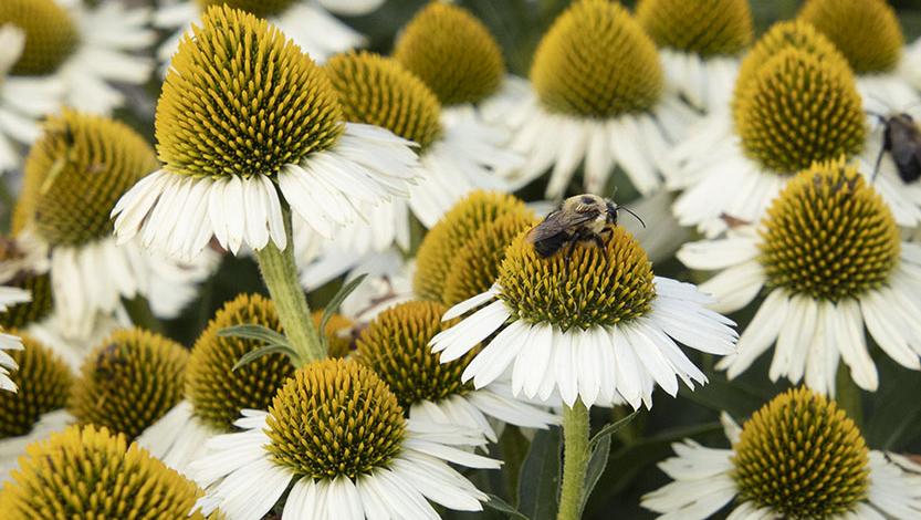 Bees love coneflowers in all sizes and colors.