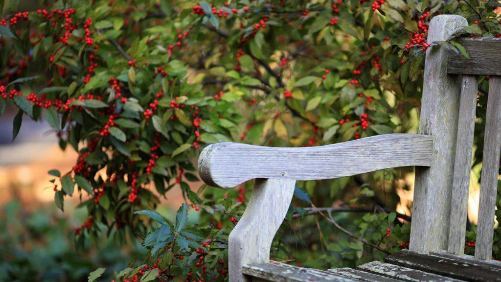 The Best Holly Varieties for Décor and Design