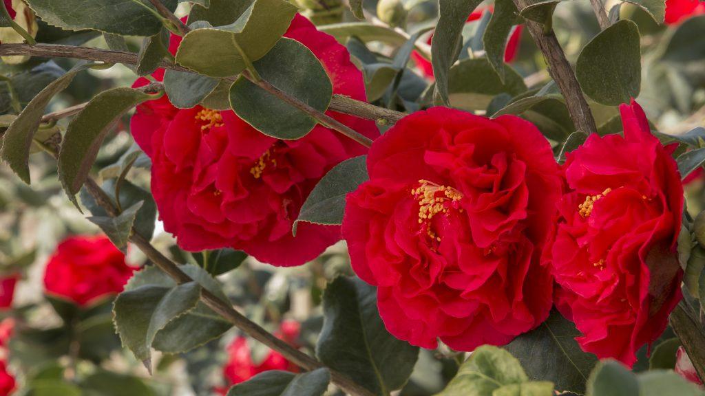 Best Winter-Blooming Camellias for a Winter Floral Fix