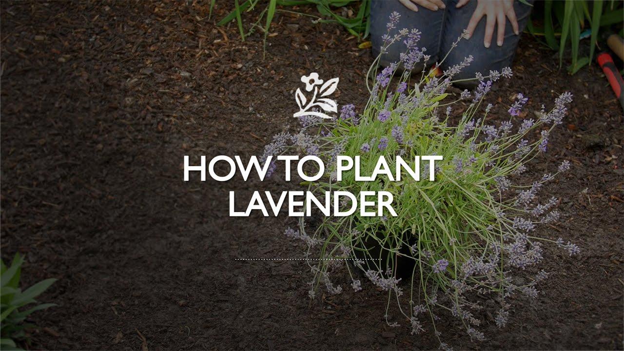 How to Plant Lavender with Monrovia Gardens