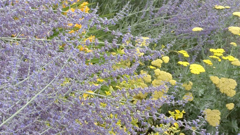Best Shrubs to Attract Pollinators (Midwest)