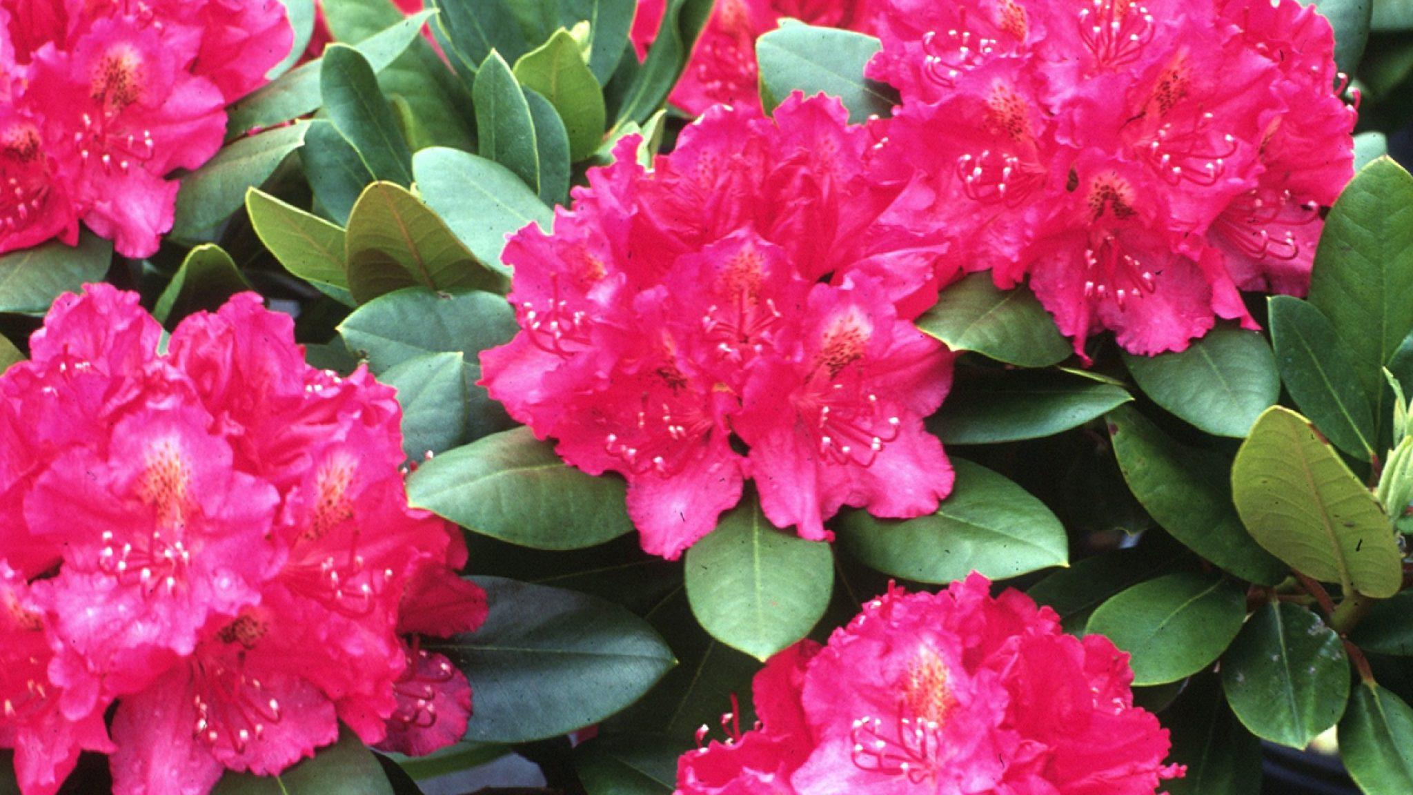 5 Shrubs That Look Great in April (Z: 3 - 7)