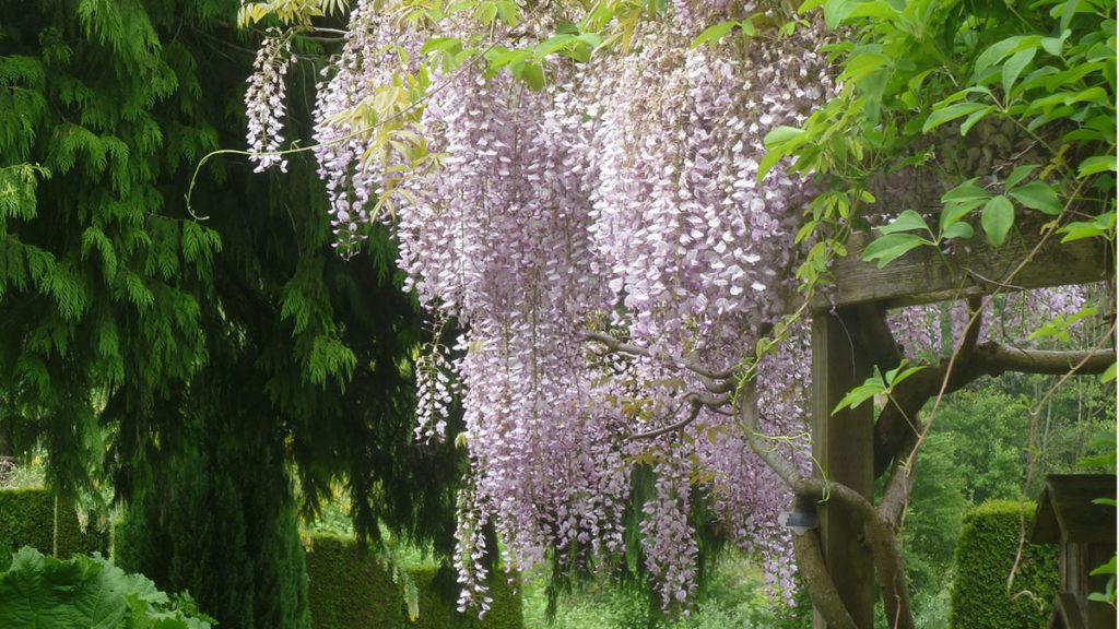 In Season: Take a Look at these Fragrant Wisteria Plants