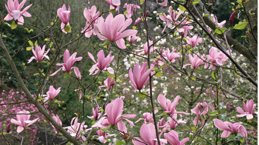 Mad for Magnolias: Finding the Right Size for Your Needs