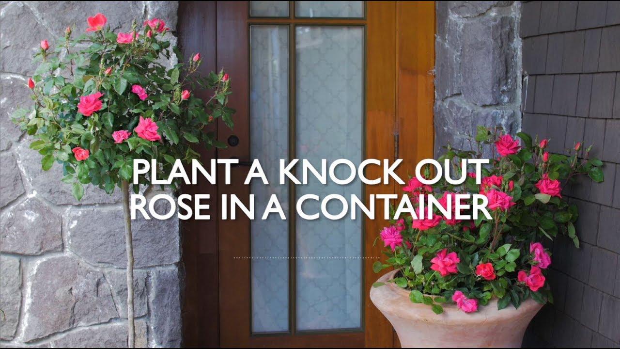 How to Plant Knock Out Roses in a Container