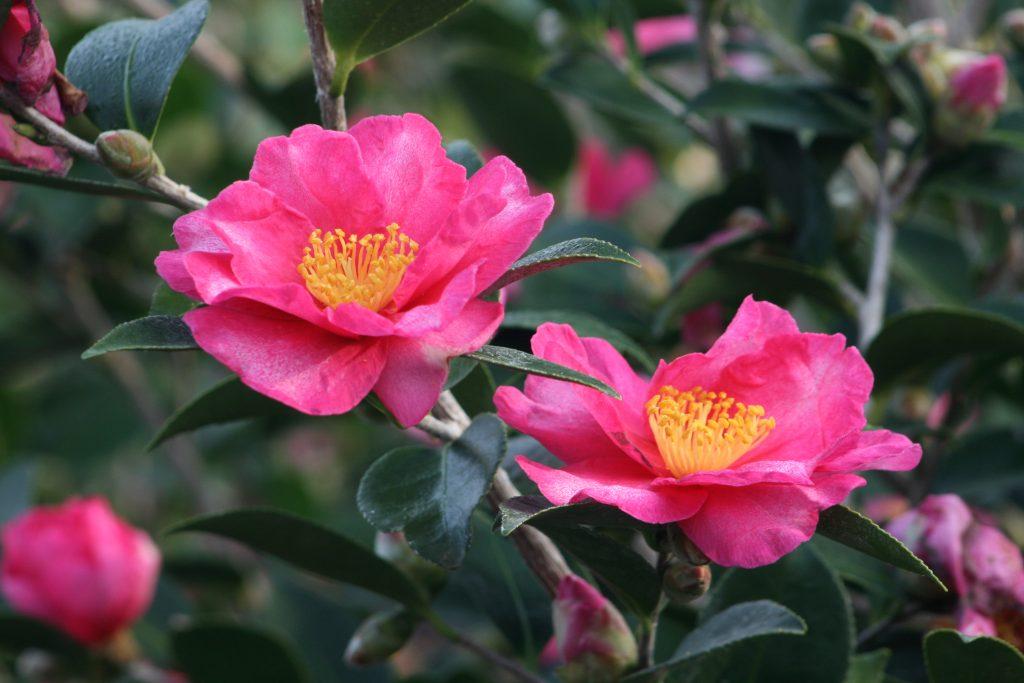 It's Camellia season! Celebrate with these fun facts.