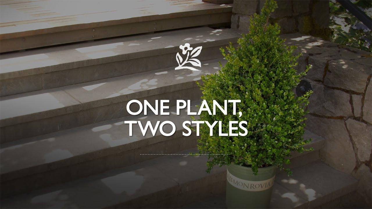 One Plant, Two Container Styles with Monrovia Gardens