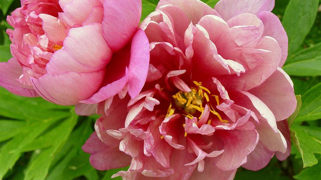 Object of Desire: The Romantic Peony Flower