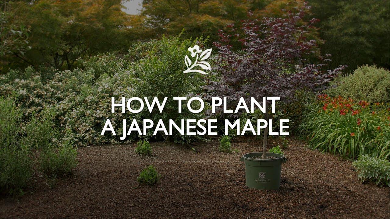How to Plant a Japanese Maple with Monrovia Gardens
