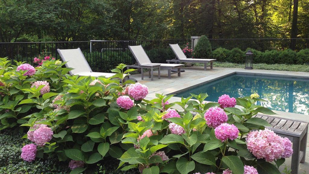 Make a Splash with Poolside Plants (Z: 3 - 7)