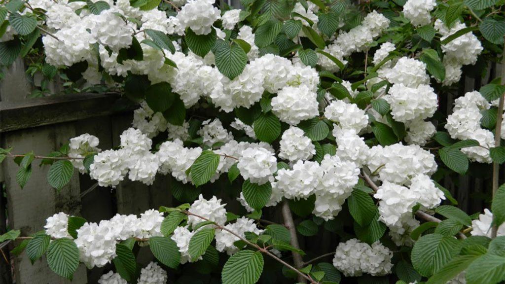 5 Great Early Bloom Shrubs to Plant (Northeast)