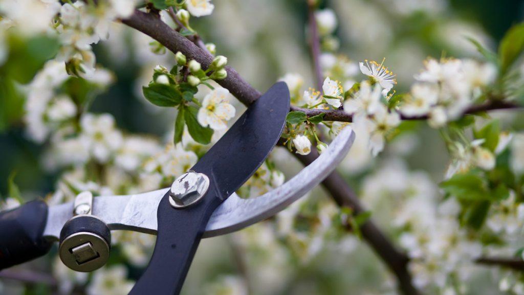 How to Prune Flowering Shrubs