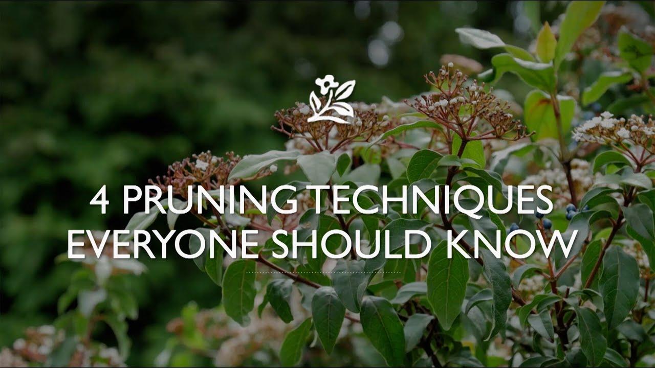 4 Pruning Techniques Everyone Should Know