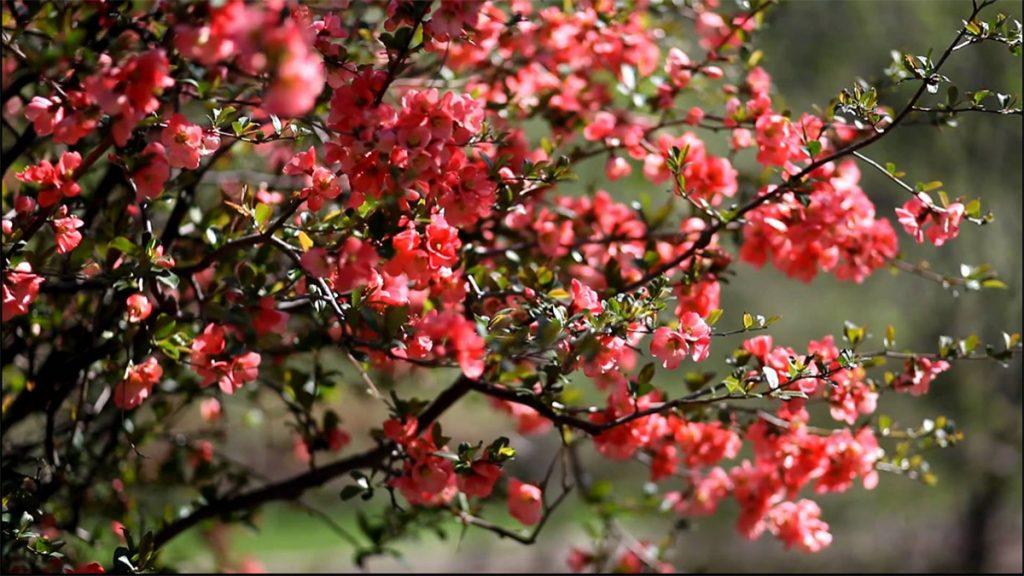 Flowering Quince for Early Spring Blooms