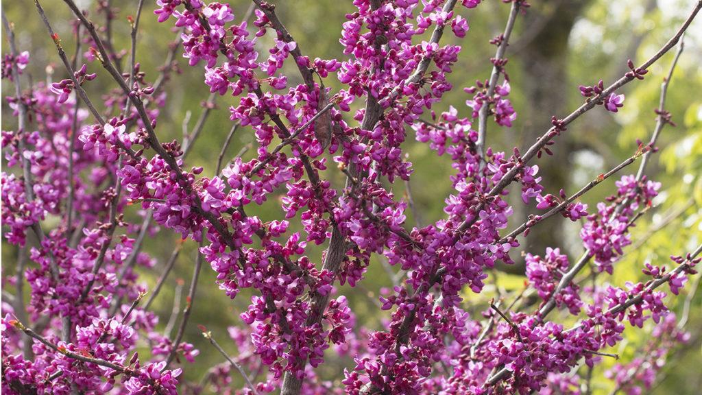 In Bloom: Now's the Time to Buy these Easy, Elegant Redbuds