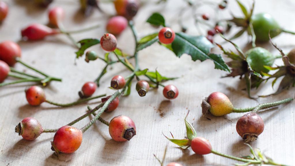 It's the Season for Foraging Colorful Rose Hips