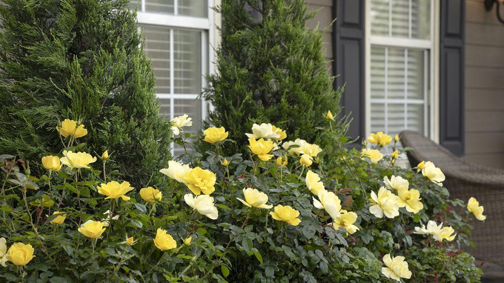 10 Beautiful Shrubs That Look Great in June