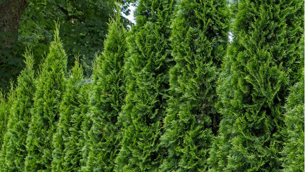 Crushing on fruity-fragrant conifers this Spring