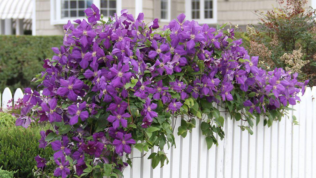 Clematis to Plant Now for Late Summer Blooms