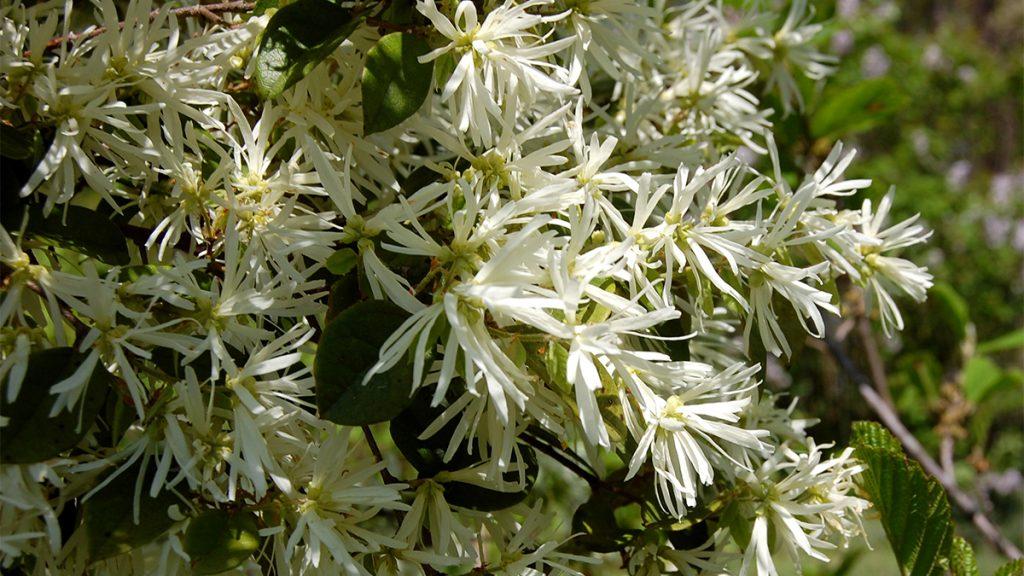 5 Great Early Bloom Shrubs to Plant (Southeast)