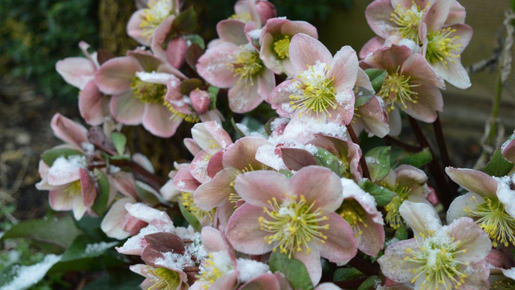 Early Spring Bloomers to Plant NOW in Your Garden