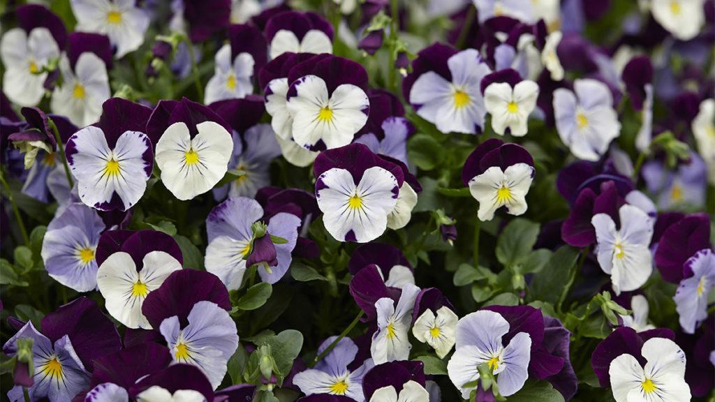 Charming and Easy to Grow: Magnificent Violets