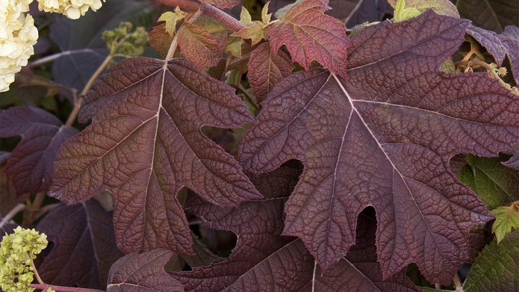 10 Unique Shrubs for Fall Color (Zone: 7 – 10)