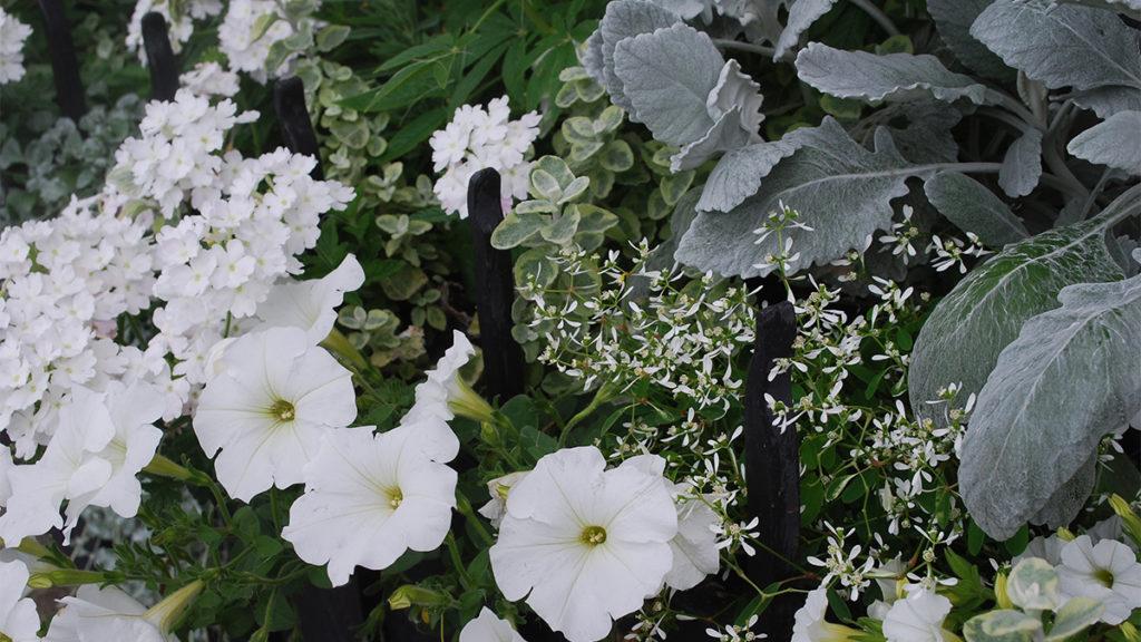 5 Ways to Design with White and Gray Plants