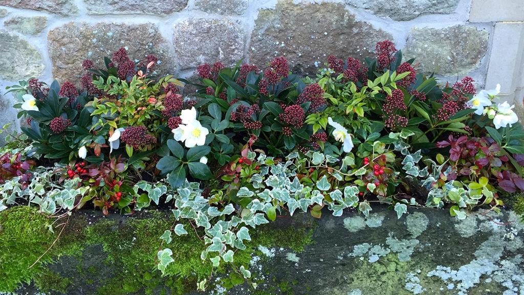 Easy and Colorful Winter Planter: Try this Colorful Combo