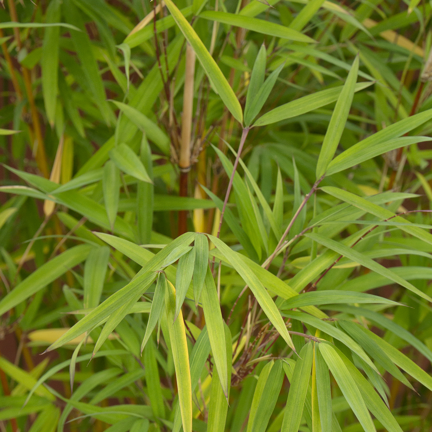 golden goddess bamboo leaves