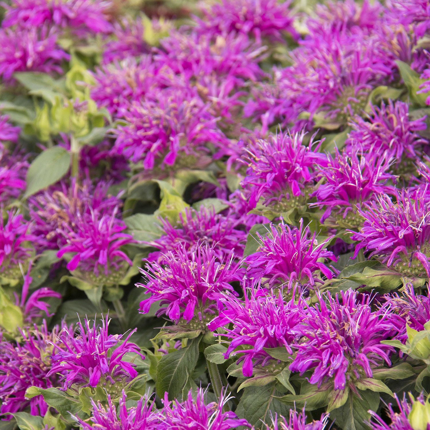 purple bee balm flowers