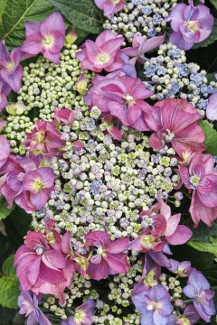 Close-up 2 :: Credit :: Doreen Wynja