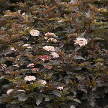 Medium Shot :: Credit :: Doreen Wynja