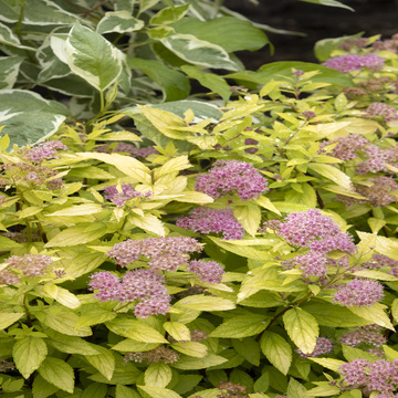 Close-up :: Credit :: Monrovia; by Doreen Wynja