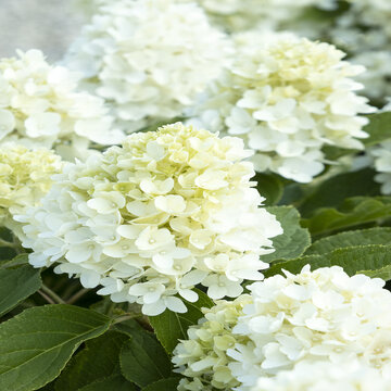 Close Up :: Credit :: ©Monrovia by Doreen Wynja 