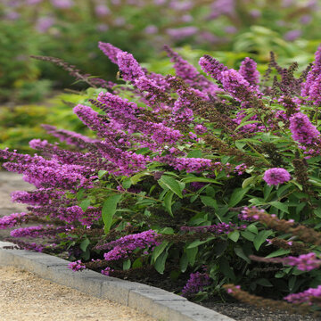 Landscape :: Credit :: Ball Horticultural