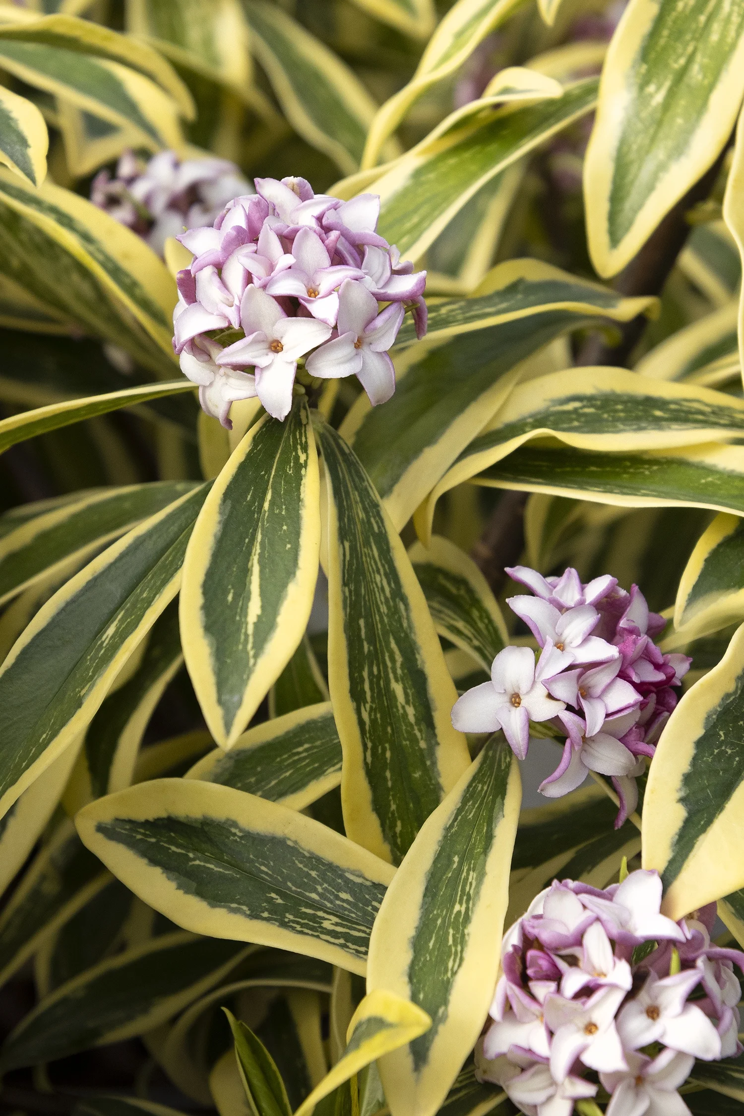 ©Monrovia by Doreen Wynja 