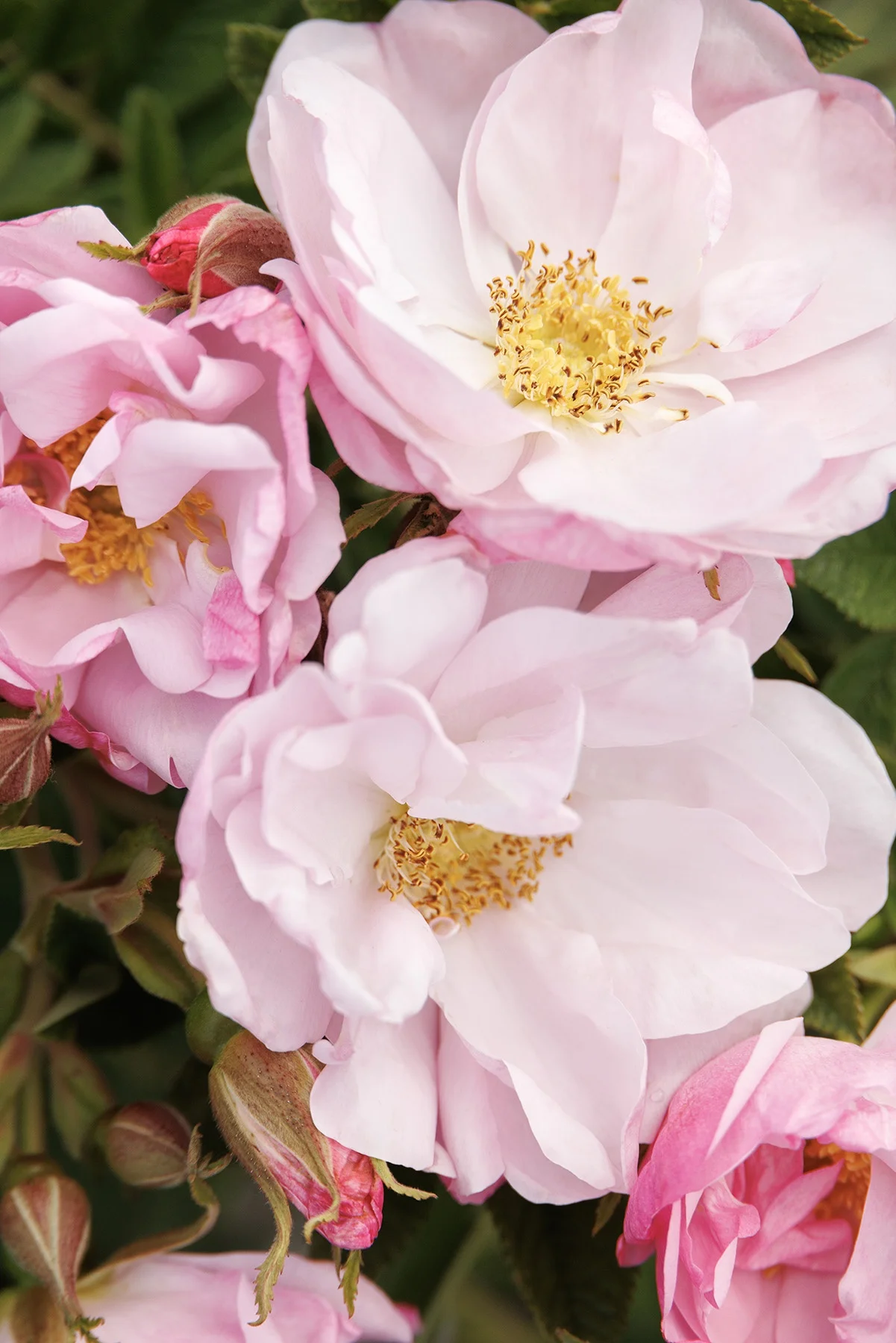 © Monrovia by Doreen Wynja