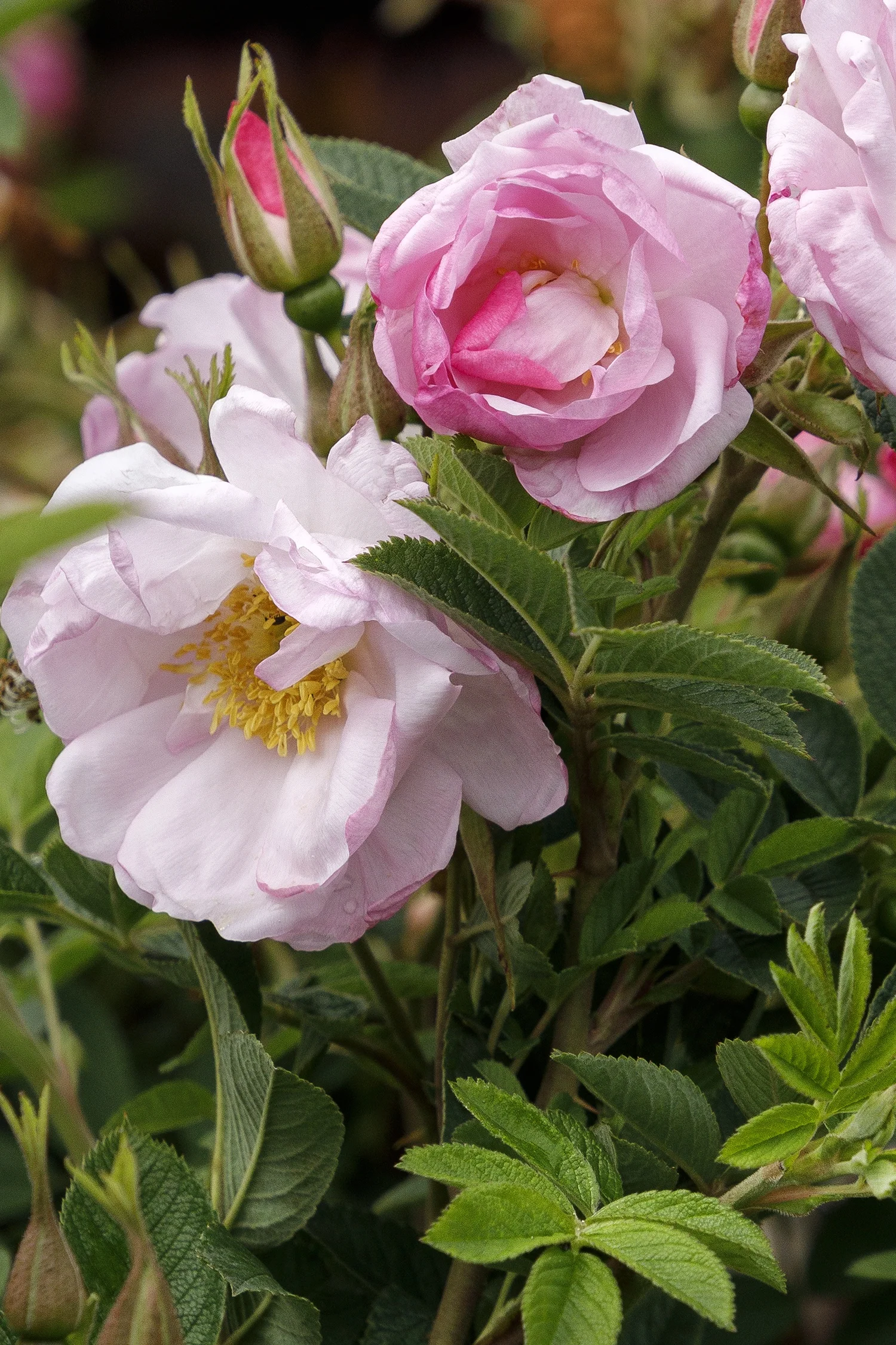 © Monrovia by Doreen Wynja