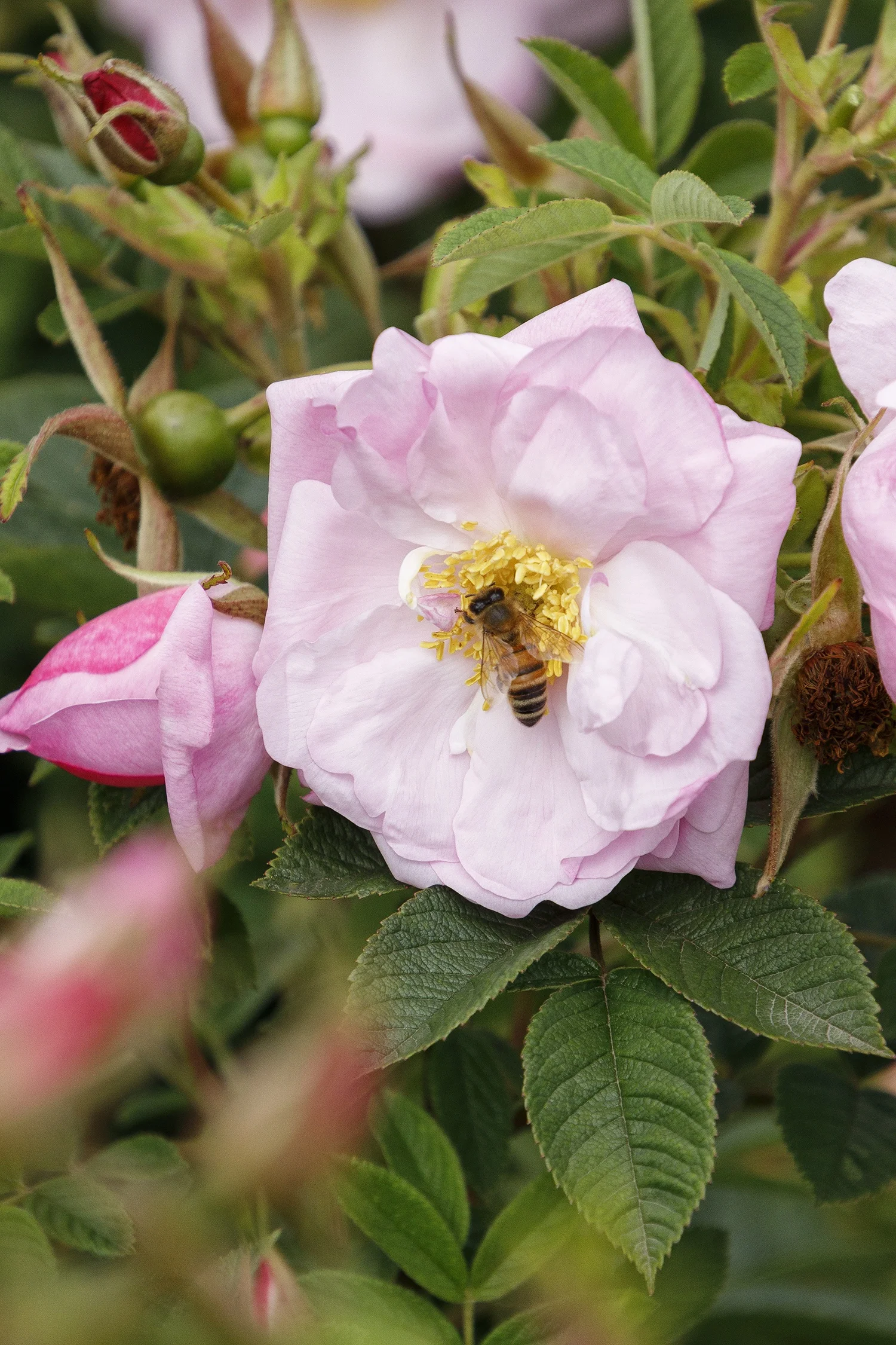 © Monrovia by Doreen Wynja