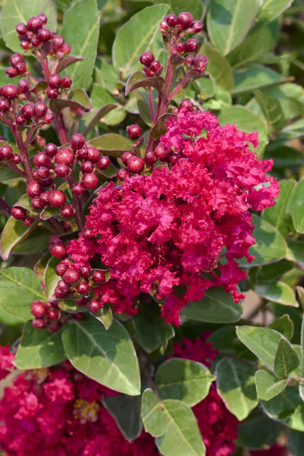 © Monrovia by Brandon Friend-Solis
