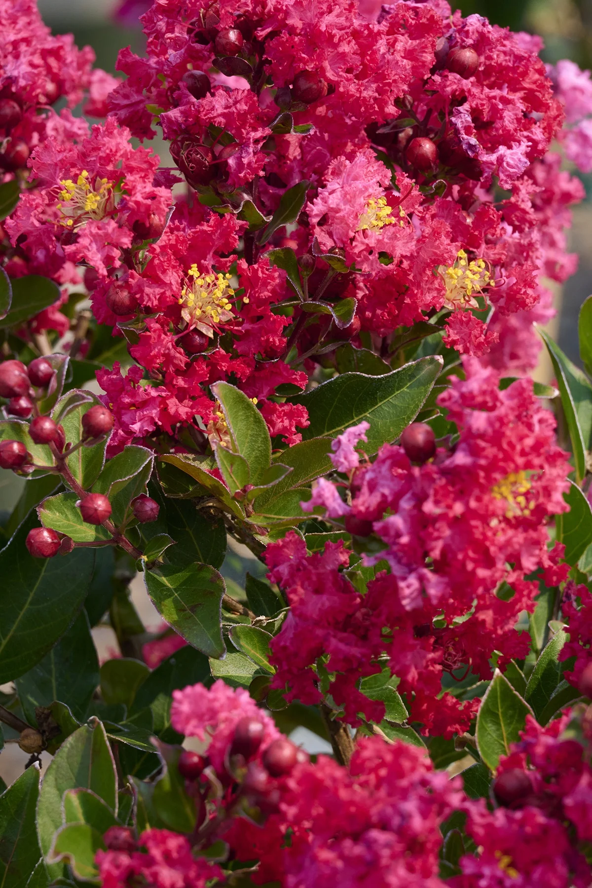 © Monrovia by Brandon Friend-Solis
